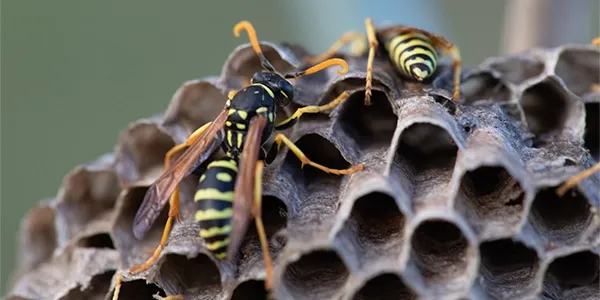 wasp